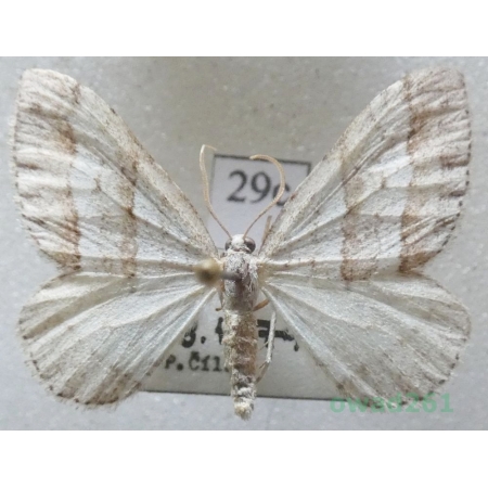 Mesotype parallelolineata (Retzius, 1783) Czech29c
